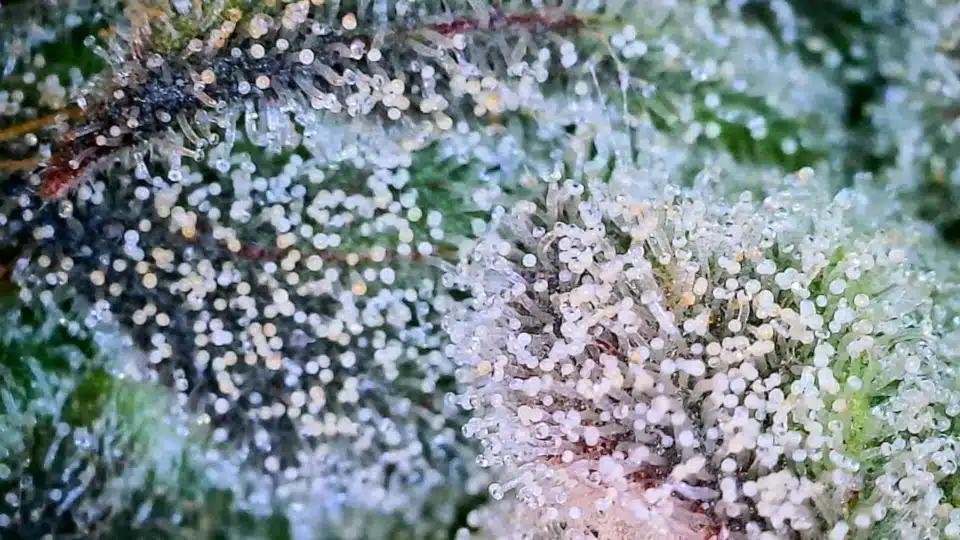 הטריכומות על גבי פרח של הזן סלורי מינט של פלנטיישנס סיריז